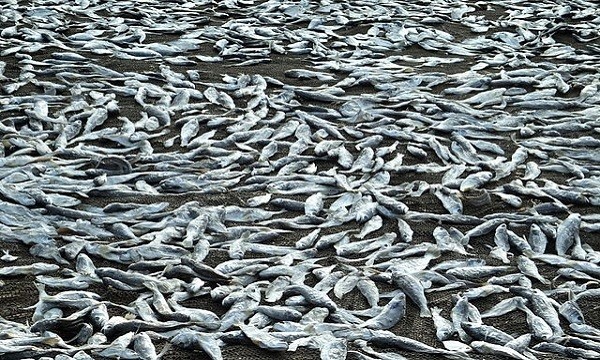 Hàng nghìn con cá ngừ dạt vào bãi biển
