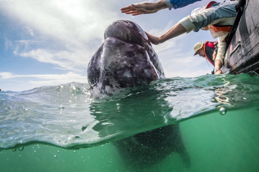 Khoảnh khắc thú vị cá voi xám bơi gần, nô đùa cùng khách du lịch