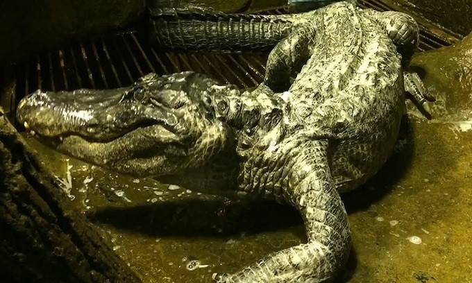 Cá sấu Saturn sống hơn nửa thế kỷ ở vườn thú Moscow. Ảnh: RT.