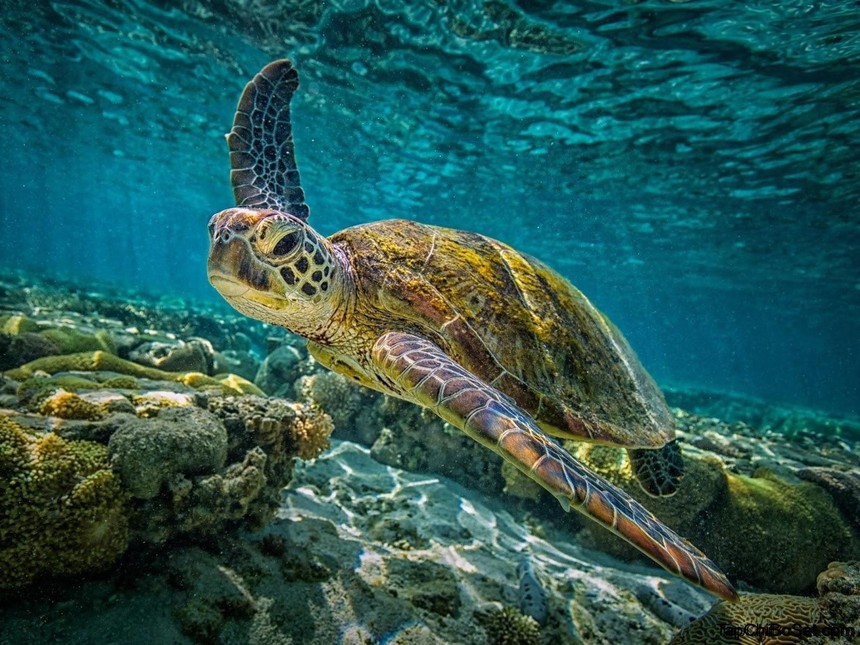 Kỳ vĩ khung cảnh hàng chục nghìn con rùa biển xanh bơi vào bờ làm tổ 