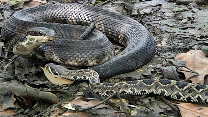 Cuộc chiến sinh tồn giữa 2 loài rắn độc nhất nước Mỹ
