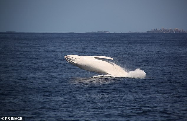 Sự xuất hiện trở lại của chú cá voi lưng gù trắng nổi tiếng nhất thế giới tại nước Úc
