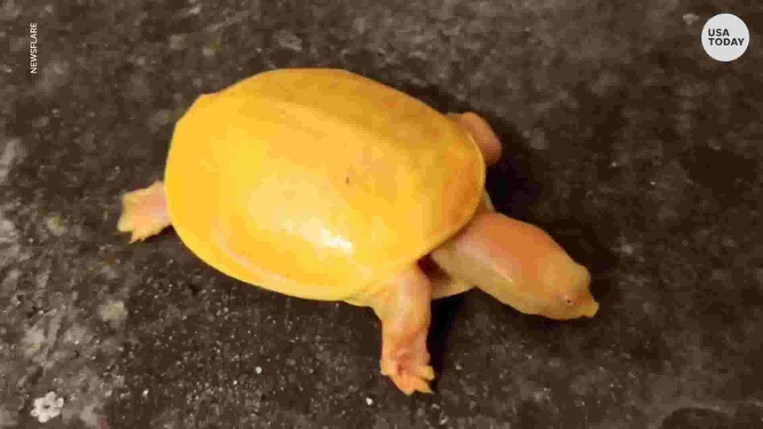 Tìm thấy con rùa có màu vàng óng từ đầu cho đến mai tại Ấn Độ
