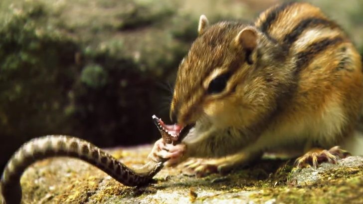Hai trạng thái đối nghịch giữa kẻ đi săn rắn độc và kẻ bị rắn độc săn của loài sóc chuột