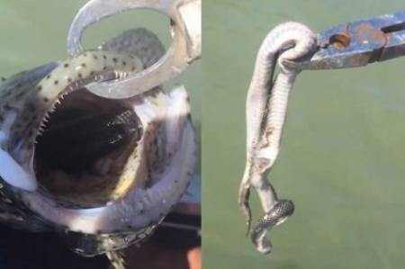 Hy hữu ngư dân câu được con cá chứa nguyên một con rắn độc còn sống trong bụng