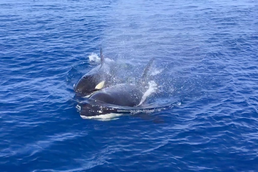 Khoảnh khắc bình yên, kẻ săn mồi tàn nhẫn cá voi sát thủ chơi đùa cùng cá mặt trời