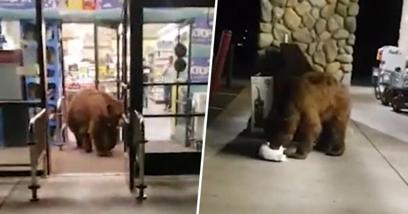 Chú gấu gần 3 m mò vào siêu thị kiếm đồ ăn rồi “đánh chén” luôn bên ngoài cửa