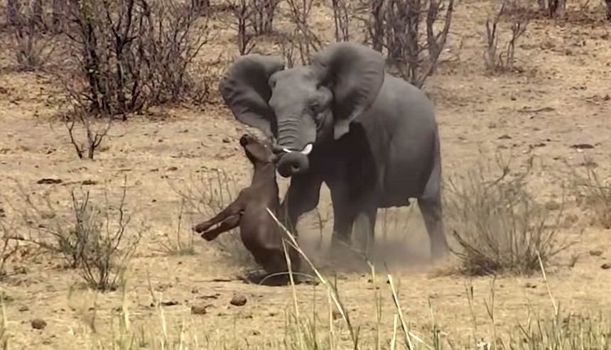 Vô tình xâm phạm lãnh thổ, trâu non hứng chịu cơn thịnh nộ từ con voi "điên"
