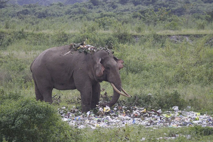 Xót xa hình ảnh con voi già đào bới bãi rác tìm thức ăn