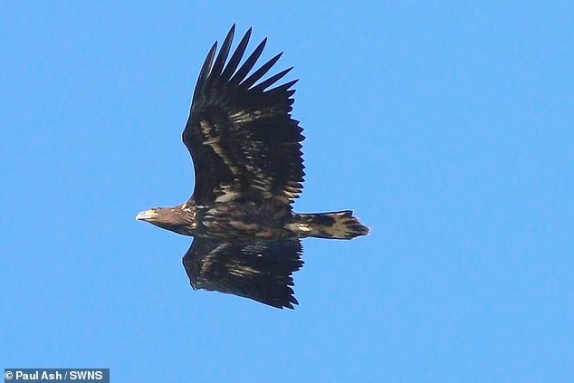 Loài chim tưởng như đã tuyệt chủng hơn 100 năm về trước, nay lại hiên ngang vỗ cánh trên bầu trời nước Anh