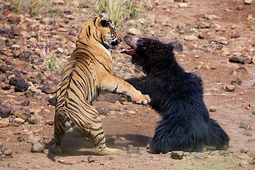 Bảo vệ con nhỏ, gấu mẹ liều cả tính mạng đối đầu với con hổ dữ