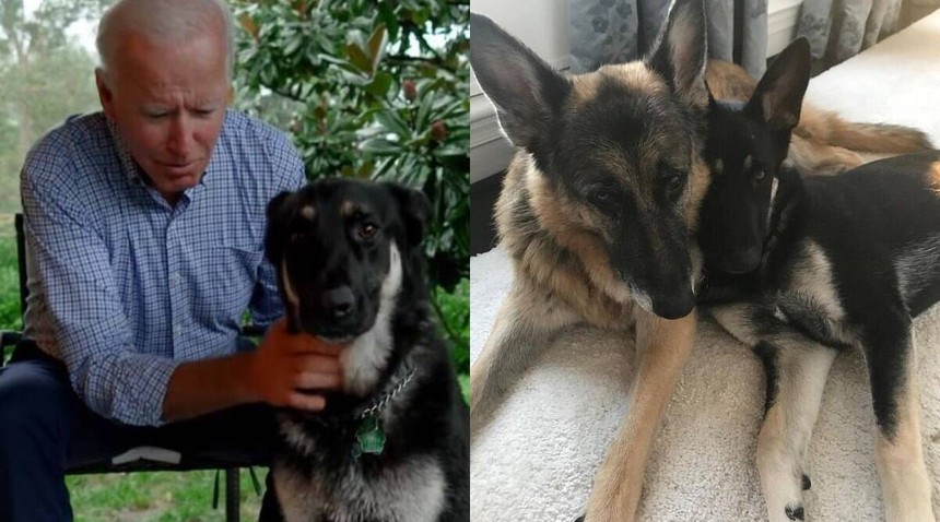 Ông Joe Biden và câu chuyện về chú chó may mắn được nhận nuôi đi vào lịch sử của Nhà Trắng