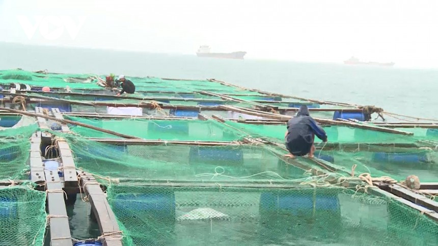Người nuôi hải sản gia cố lồng bè trước khi bão số 12 vào bờ.