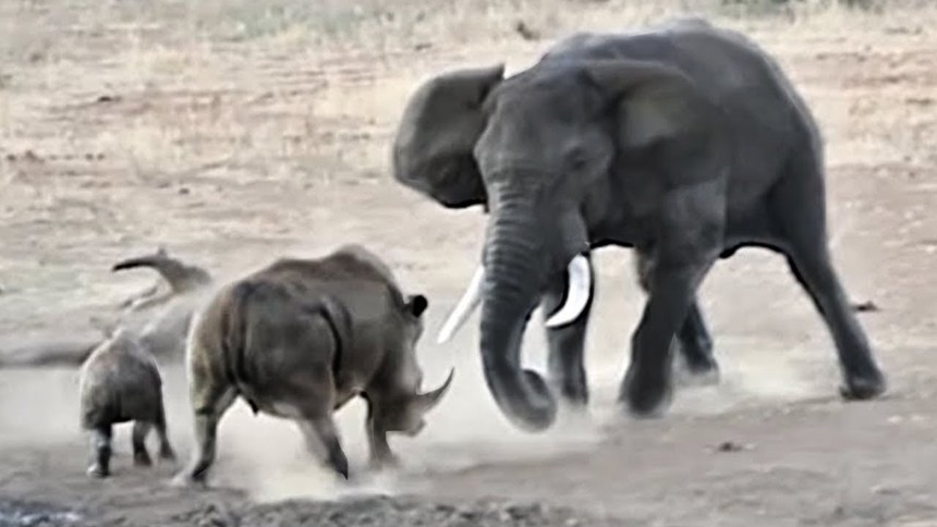 Bị voi "điên" tấn công, tê giác mẹ liều mình chống trả để bảo vệ con