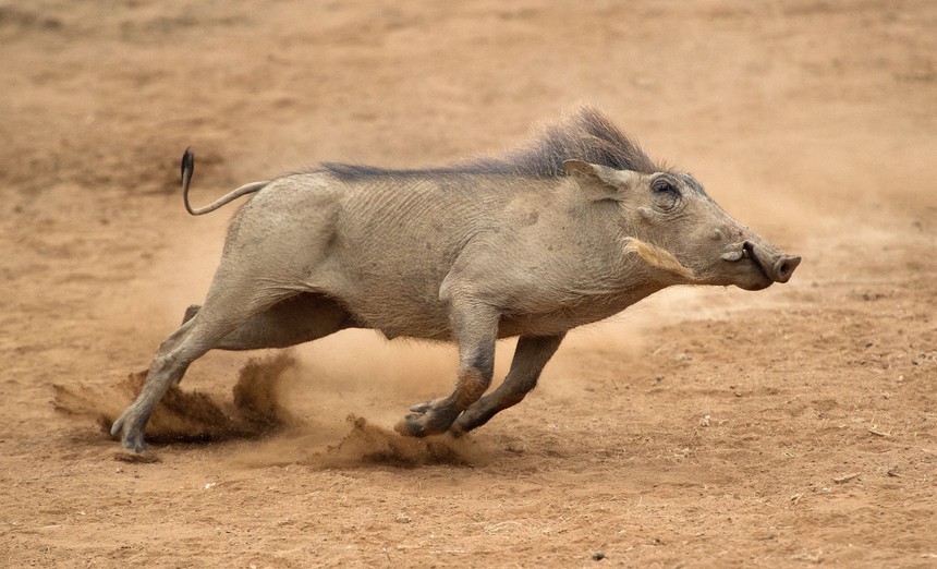 Lợn bướu chạy rất nhanh có thể đạt tới vận tốc 50 km/h.
