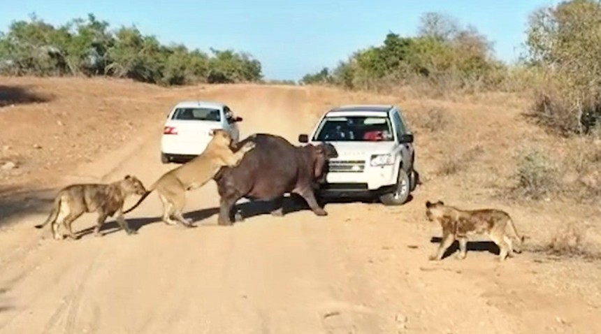Bực tức vì bị đàn sư tử tấn công, con hà mã "điên cuồng" húc đầu vào xe người đi đường