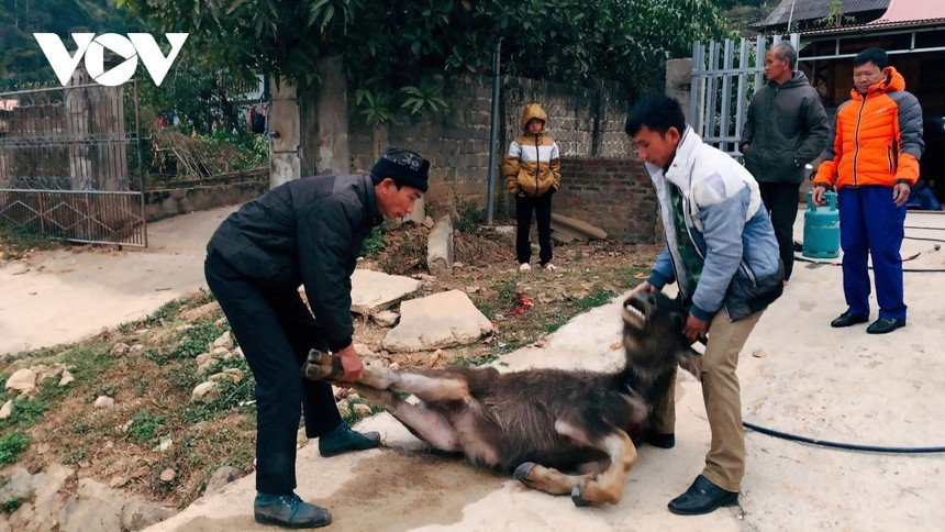 Tỉnh Điện Biên đã có hơn 90 con gia súc bị chết do ảnh hưởng của rét đậm, rét hại.