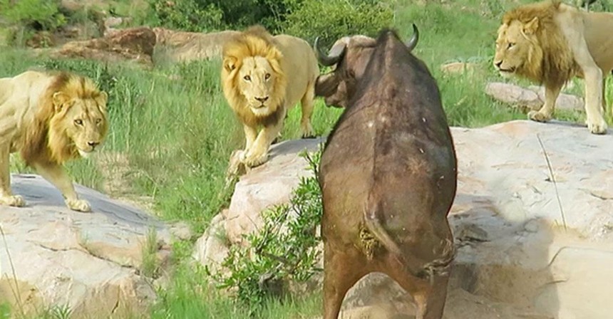 Liên quân 3 con sư tử đực thiện chiến vây bắt trâu rừng châu Phi