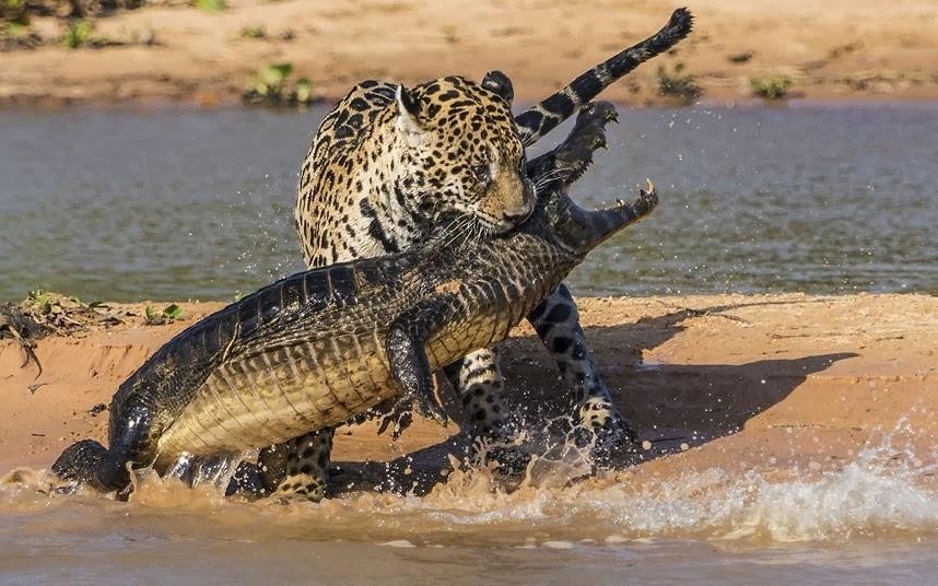 Chiến thuật săn mồi chuẩn xác như trong sách giáo khoa, báo đốm chỉ dùng một chiêu hạ gục cá sấu caiman