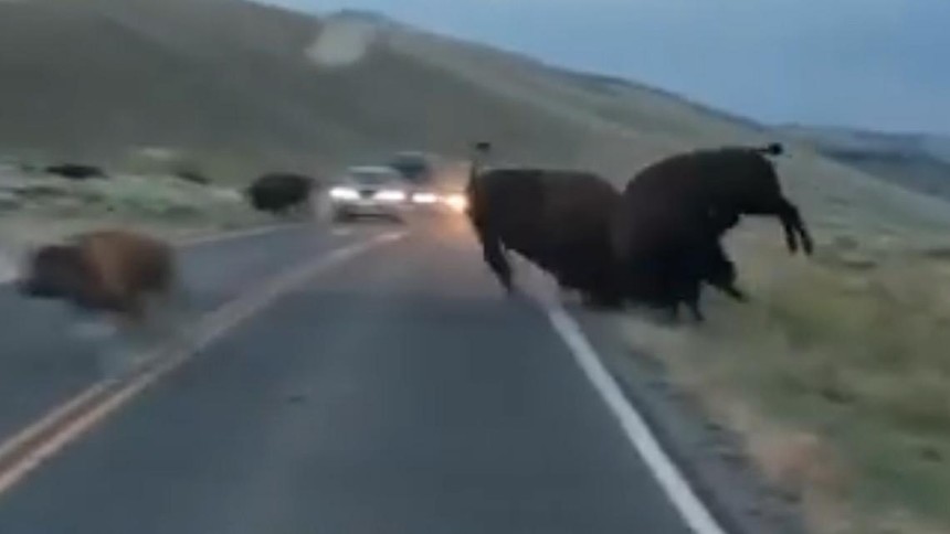 Tranh giành con cái, bò rừng bison húc nhau chí tử giữa đường cao tốc 
