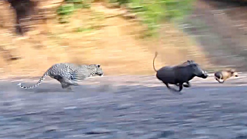 Báo hoa mai thể hiện kỹ năng chạy cực nhanh, truy bắt đàn lợn rừng 