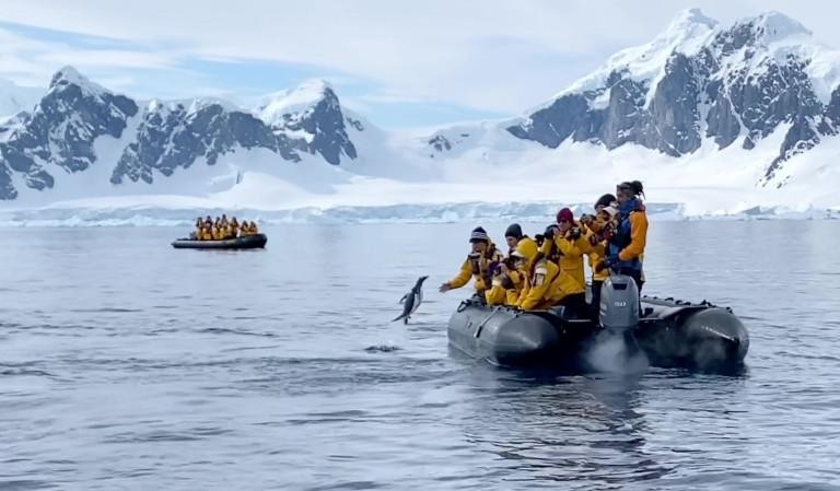Cuống cuồng vì bị "biệt đội" cá voi sát thủ săn đuổi, chú chim cánh cụt nhanh trí nhảy thẳng lên thuyền của du khách để lánh nạn