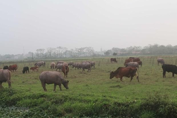 Đồng ruộng tại xã Phú Xuân, huyện Bình Xuyên rộng hàng trăm ha, phần lớn bị bỏ hoang. (Ảnh: Nguyễn Trọng Lịch/TTXVN).