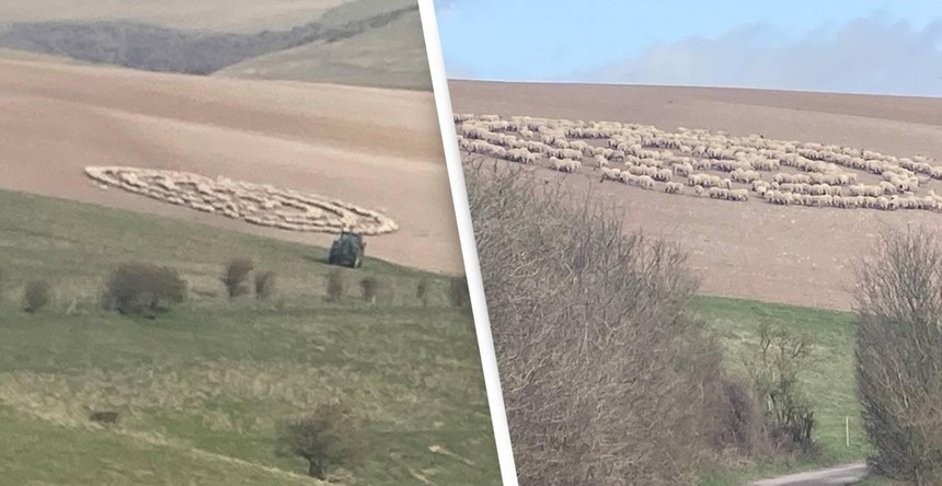 Bí ẩn hiện tượng hàng trăm con cừu đứng bất động, xếp thành hình vòng tròn như đĩa bay của người ngoài hành tinh