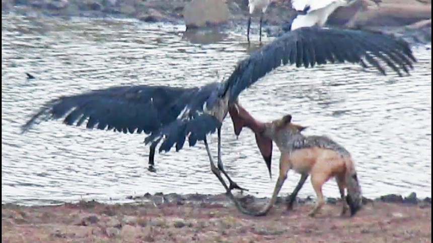 Cuộc chiến sinh tồn khốc liệt giữa chó rừng và cò marabou khổng lồ