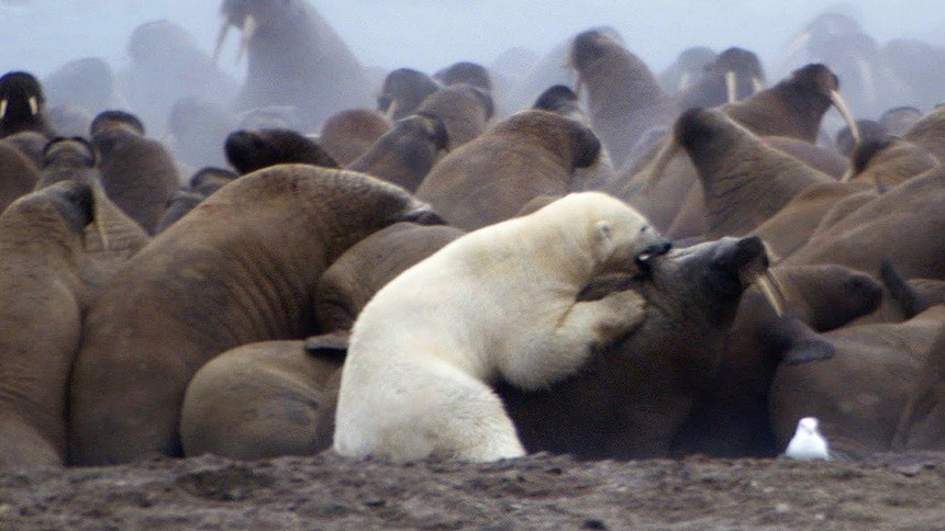 Một mình tả xung hữu đột giữa bầy thức ăn, con gấu trắng Bắc Cực vẫn bất lực