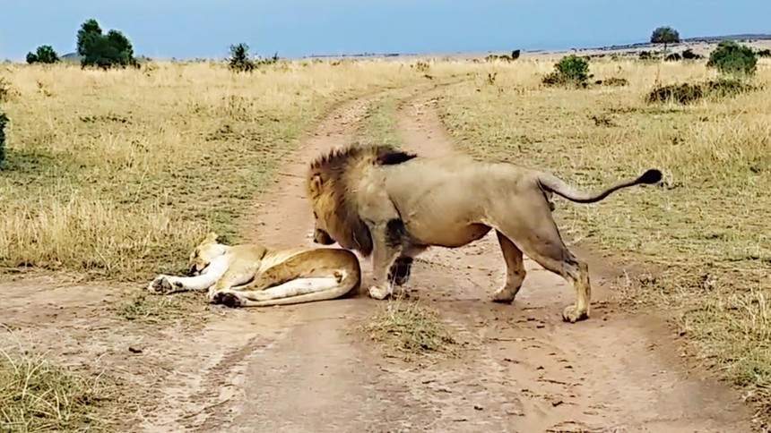 Sư tử cái đang ngủ bỗng nhiên bị con đực chơi khăm và dụng ý cực kỳ "ngọt ngào" đằng sau hành động đó