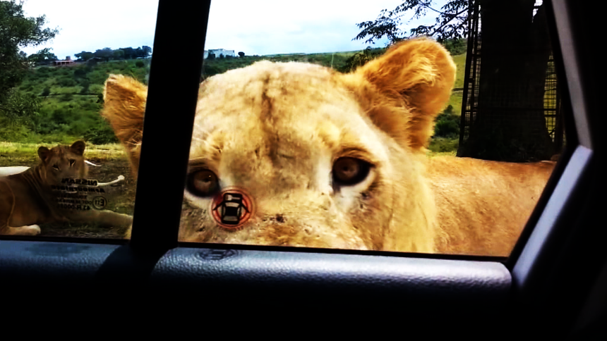 Hú hồn tình huống sư tử tự mở cửa, định nhảy vào xe của khách du lịch