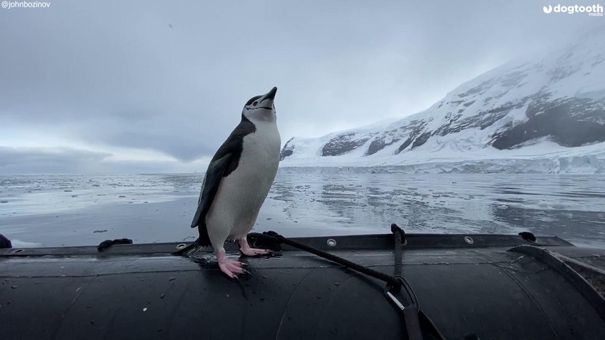Vì sợ cô đơn, chim cánh cụt mặc kệ đúng sai nhảy lên tàu của đoàn khách du lịch dạo chơi