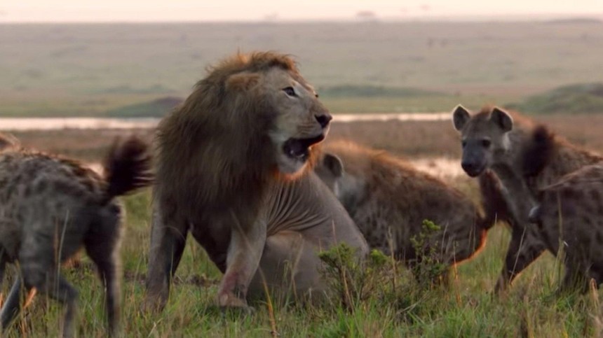 Giữa lúc nguy nan, sư tử "tả xung hữu đột" giải cứu người bạn khỏi vòng vây của bầy linh cẩu khát máu