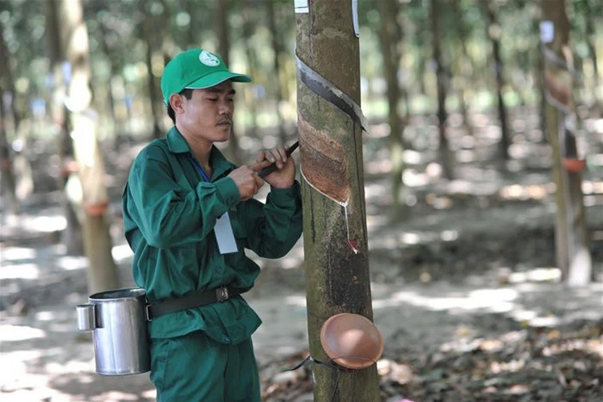 GVR nắm trong tay 402.650 ha cao su tại Việt Nam, Lào và Campuchia. Ảnh Internet