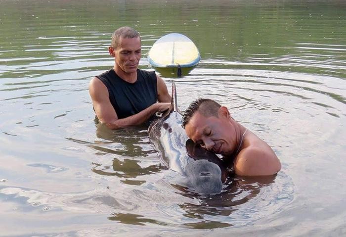 Chú cá heo may mắn được những người dân địa phương phát hiện và giải cứu.