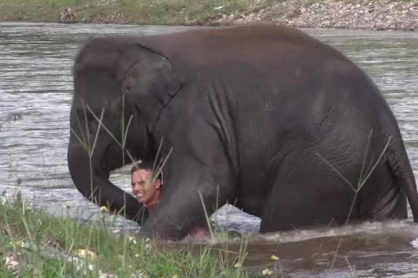 Thoáng nhìn thấy người đuối nước, con voi lao thẳng xuống sông để cứu