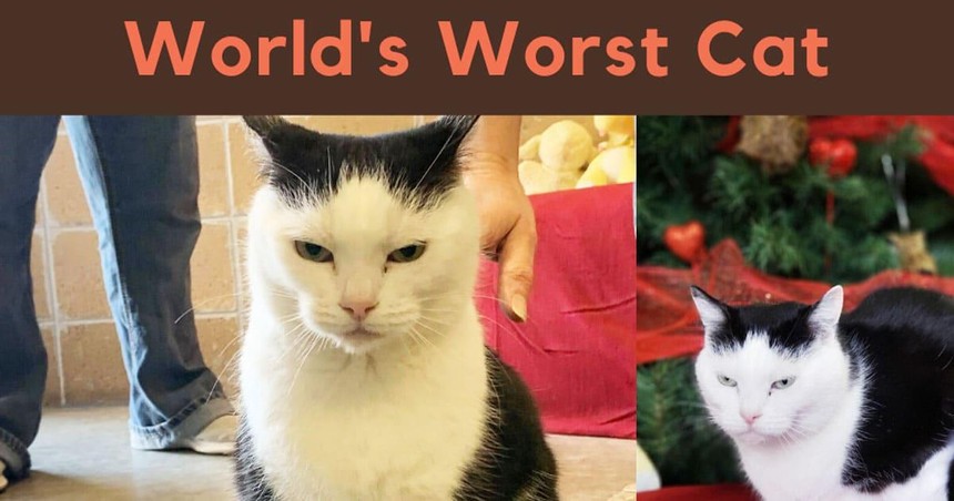 Hành trình đi tìm mái ấm của con mèo có biệt danh "khó tính nhất thế giới"