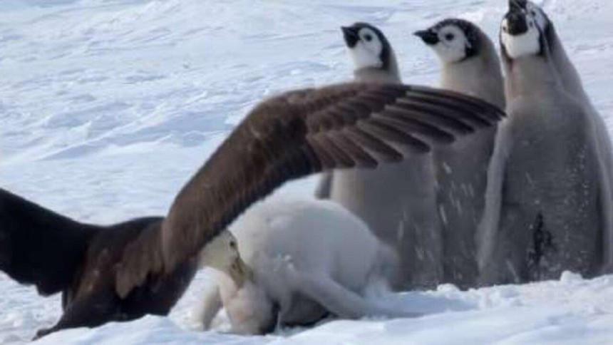 Tổ đội chim cánh cụt hú hồn thoát chết nhờ sự xuất hiện của một siêu anh hùng "cực ngầu"