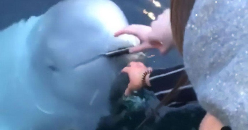 Hy hữu chưa từng có: Cô gái được cá voi beluga đem trả chiếc điện thoại đánh rơi dưới đáy biển