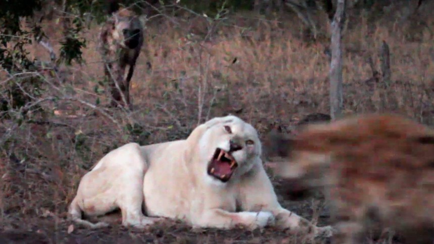 Sư tử trắng cực hiếm bị tấn công bởi đàn linh cẩu khát máu