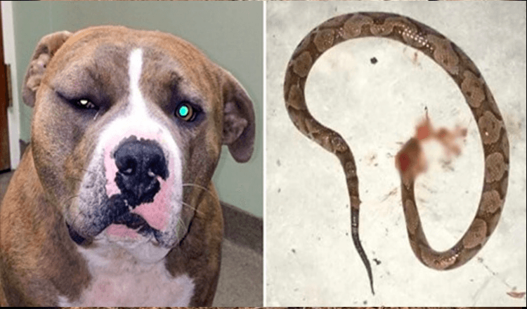 To save his owner, the brave Pitbull dog fought with a poisonous snake and was bitten and his face was swollen