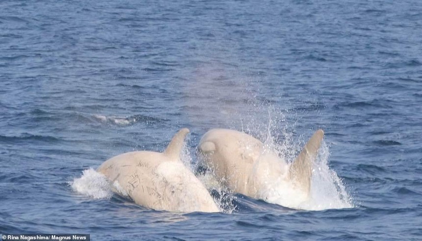 Chưa từng xảy ra trong lịch sử, cặp đôi cá voi sát thủ trắng cực kỳ quý hiếm cùng nhau xuất hiện, bơi lội trước mặt du khách