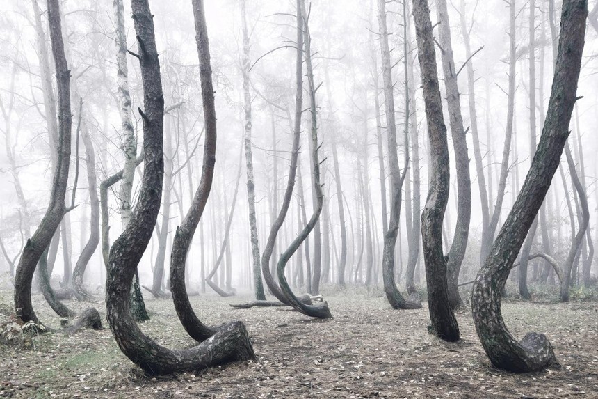 Rừng cây bí ẩn có hình dáng kỳ lạ, chưa từng tìm được lời giải đáp từ các nhà khoa học