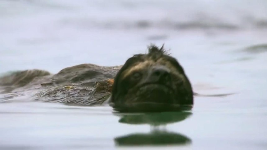 Loài động vật chậm chạp nhất trên thế giới nhưng lại có thể bơi cực nhanh