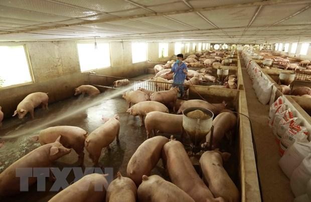 Giá thịt lợn xuất chuồng ngày 21/10 ở trang trại chăn nuôi đang ở mức 34.000đ/kg. (Ảnh: Vũ Sinh/TTXVN).