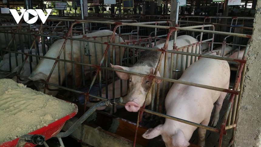 Giá lợn hơi tiếp tục tăng nhưng người chăn nuôi vẫn ngại tái đàn khi giá thức ăn chăn nuôi vẫn ở mức cao.