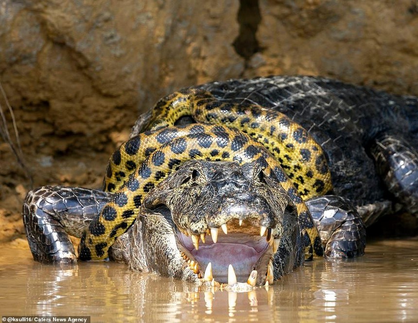 Đại chiến "long tranh hổ đấu" giữa trăn anaconda và cá sấu caiman