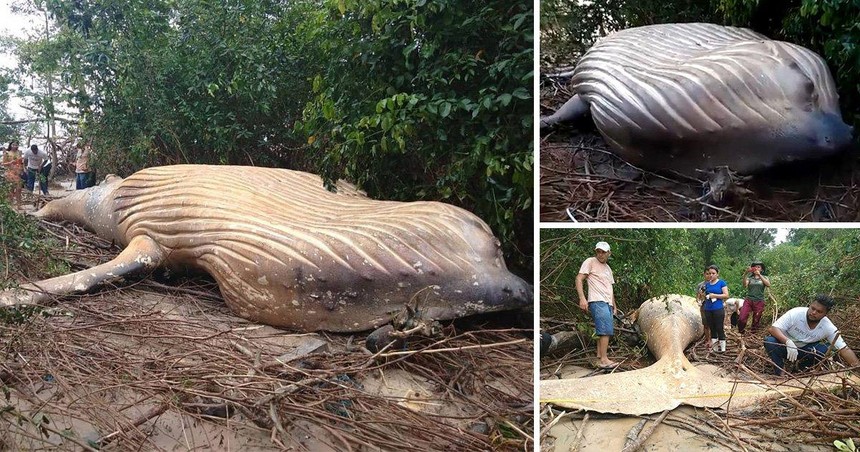 Kỳ án xác cá voi lưng gù hơn 10 tấn được tìm thấy trong rừng Amazon