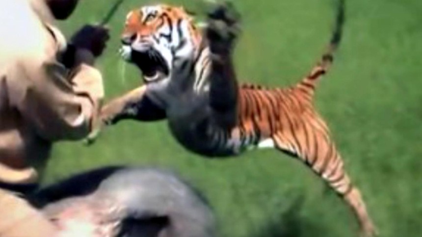 Luật đầu tiên cần phải nhớ khi đến Ấn Độ: Đừng bao giờ "giỡn mặt" một con hổ Bengal